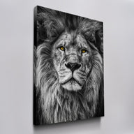 Grey Lion
