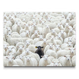 Black Sheep