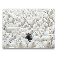 Black Sheep
