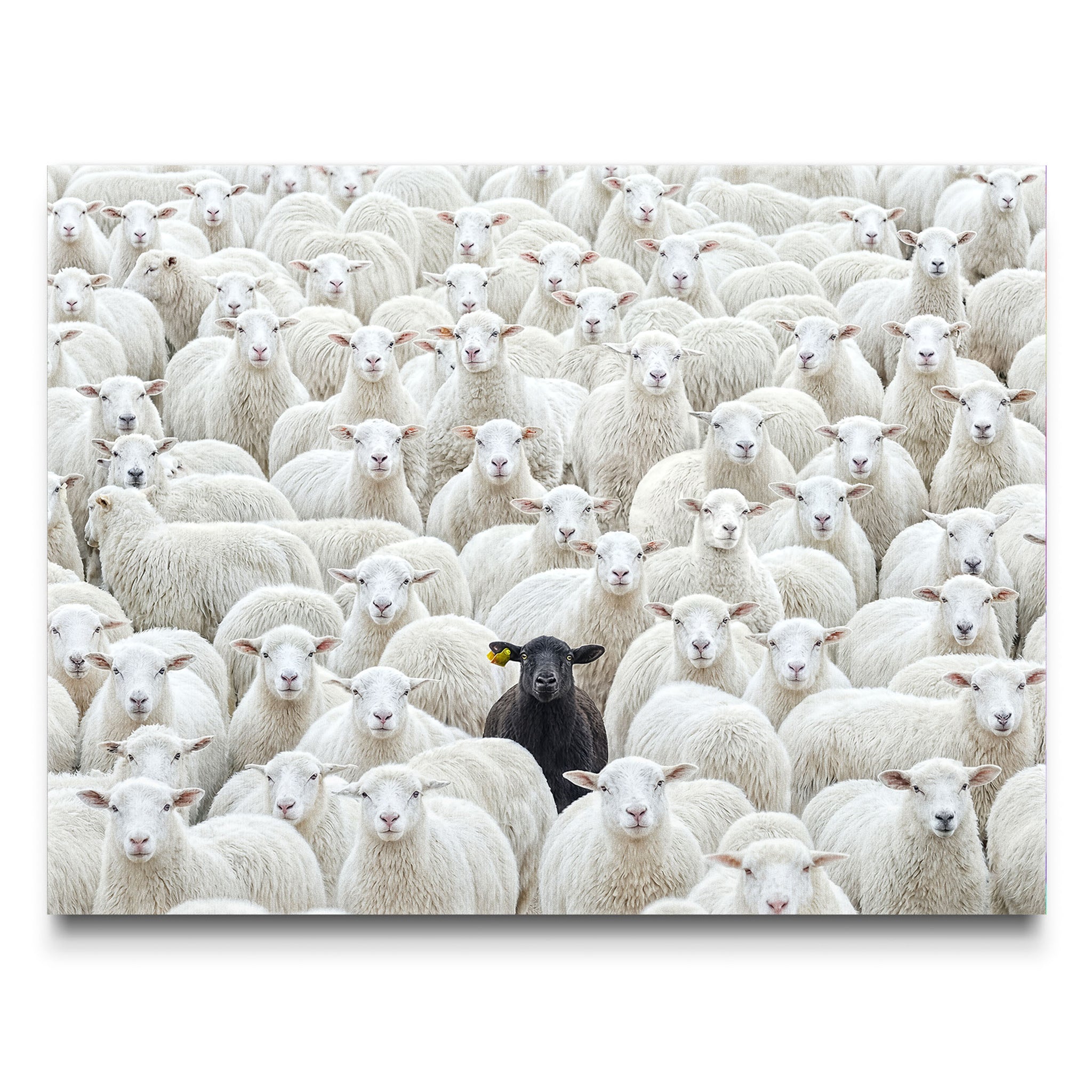 Black Sheep