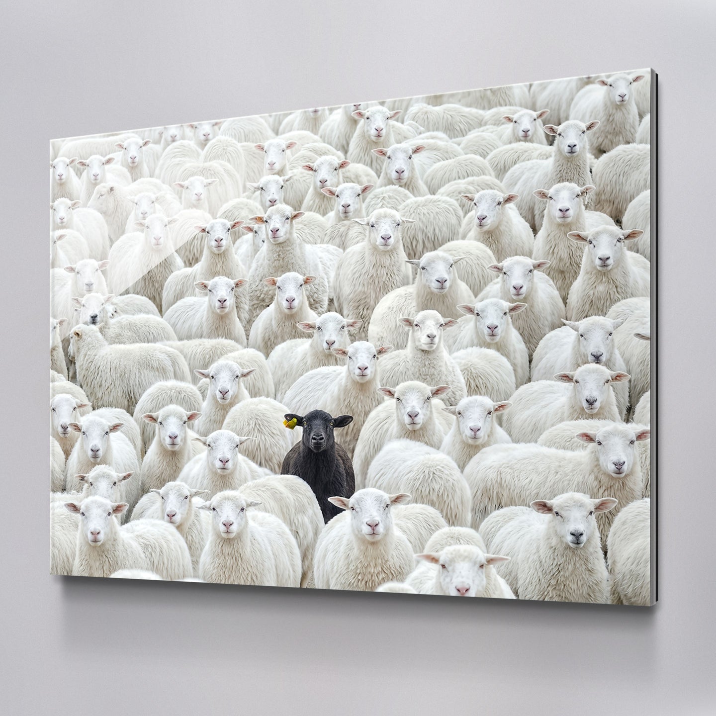 Black Sheep