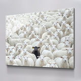 Black Sheep