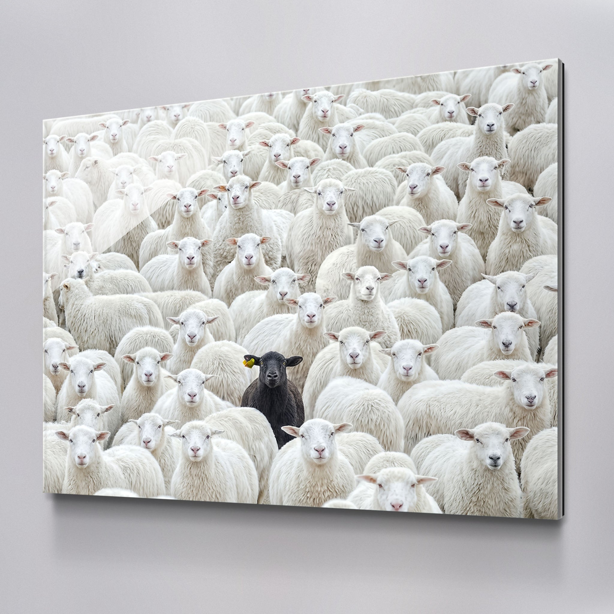 Black Sheep