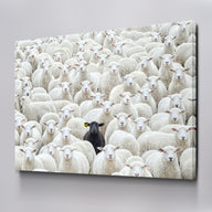 Black Sheep