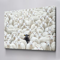 Black Sheep