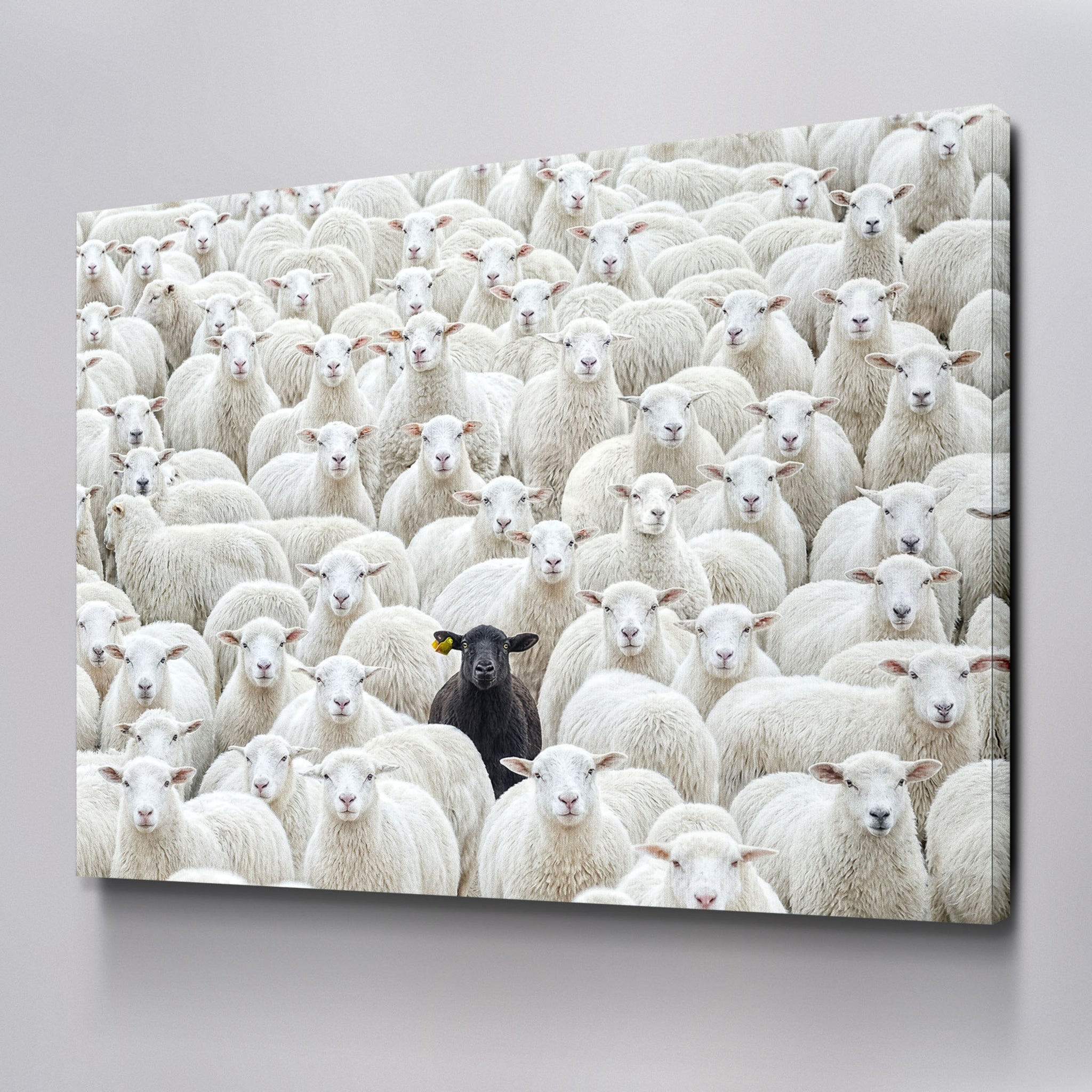 Black Sheep
