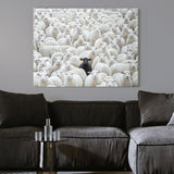 Black Sheep