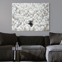 Black Sheep