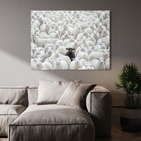 Black Sheep