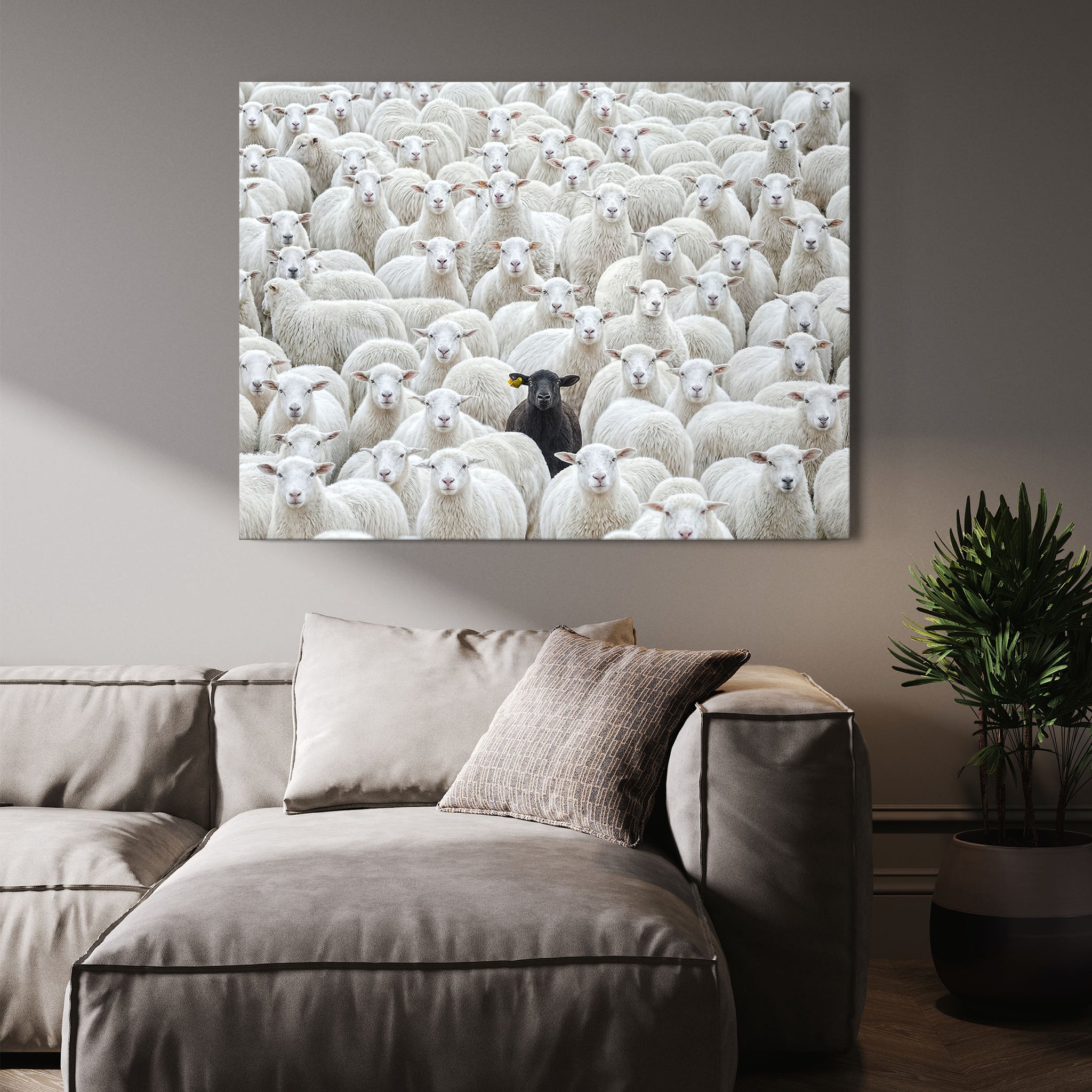 Black Sheep
