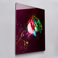 Colorful Rose