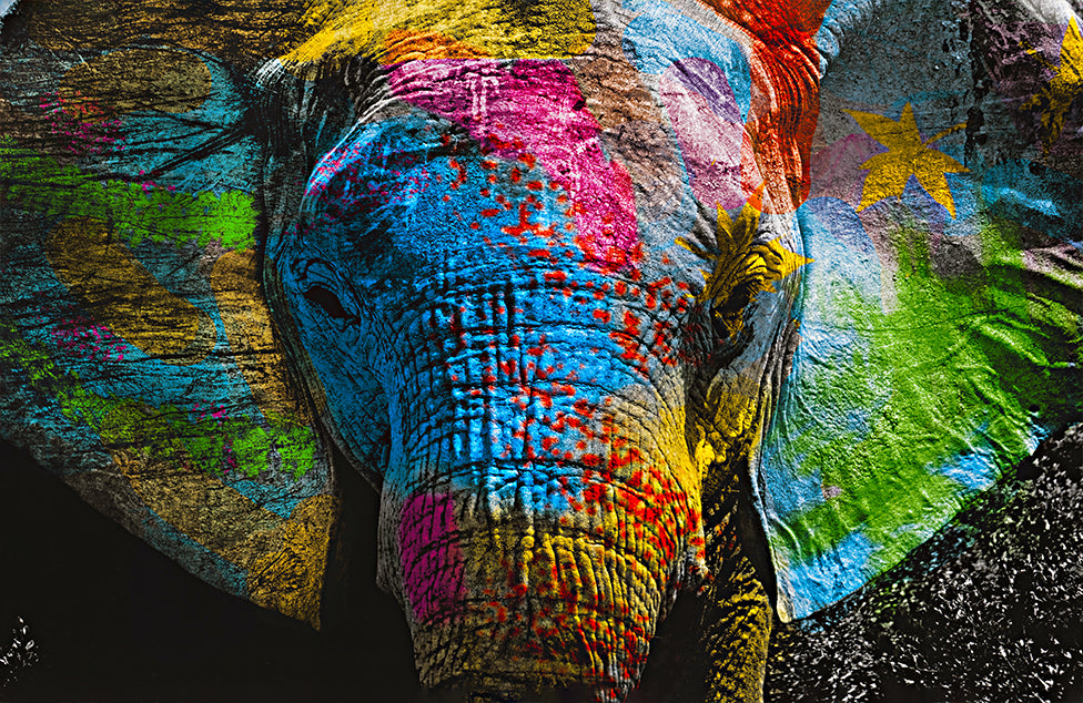 Create your own colorful Elephant (今週まで特価)
